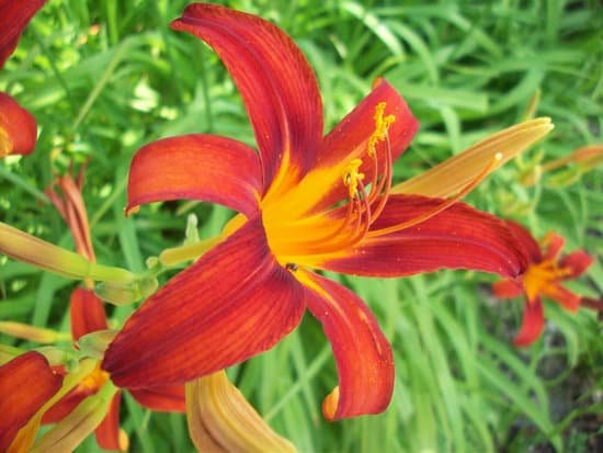 canva lily MADBLWPUZMg
