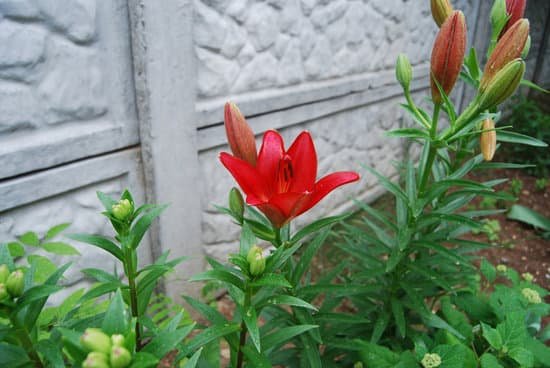 canva lily