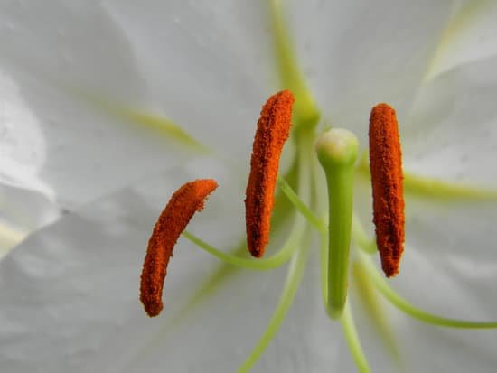 canva lily