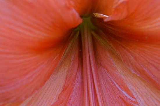 canva lily MADBj2j4PlY