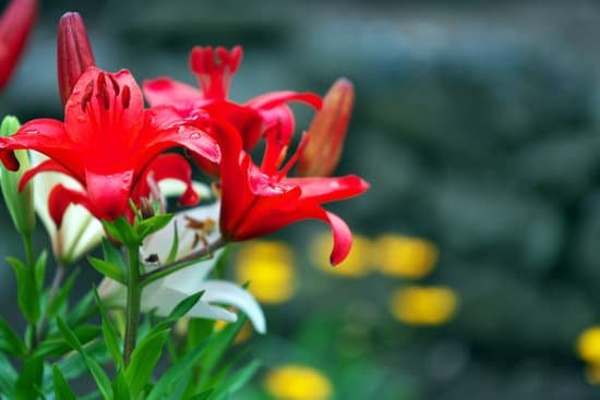 canva lily MADCLqyuHSc