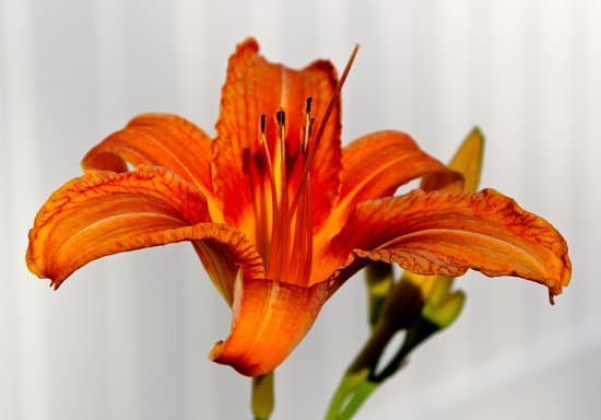 canva lily MADCNG2X6I4