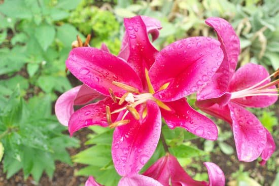 canva lily