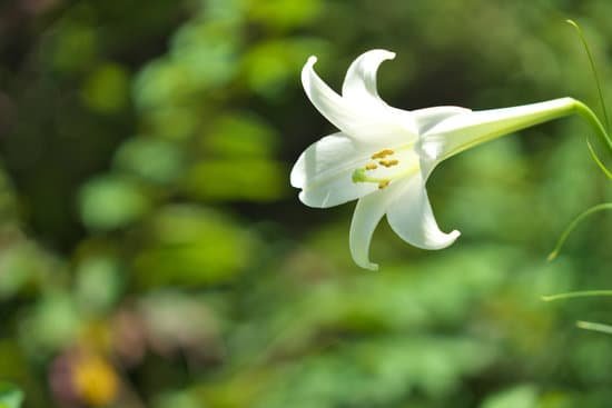 canva lily MADCVivjfUI