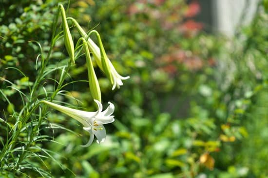 canva lily MADCVkOKEyQ