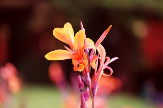 canva lily MADCi I8Uo0