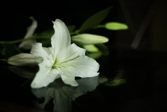canva lily MADDGMoKkV8