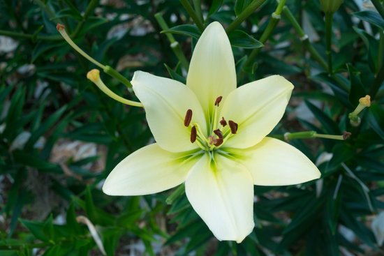 canva lily MADF4ZlysVo