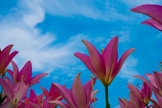 canva lily MADF4f9bR c