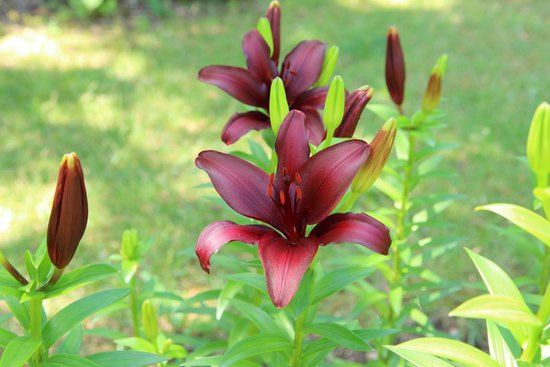 canva lily MADFtq0 AyY