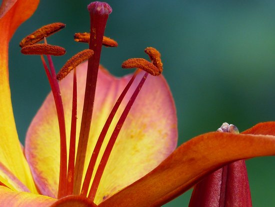 canva lily MADGAiP6heA