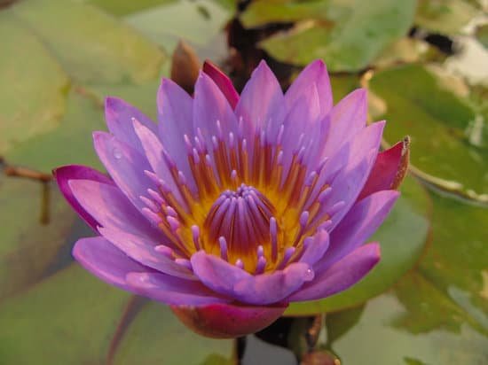canva lily MADmk2B3bw0