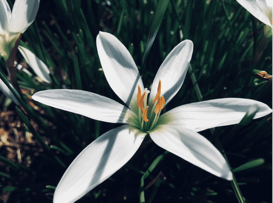 canva lily flower MAEcOsCKTmI