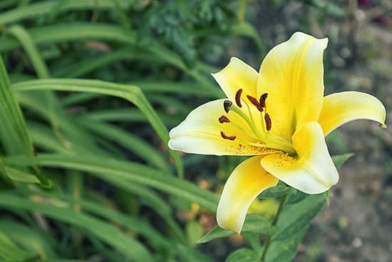 canva lily flower in summer garden MAD Q U1 HA