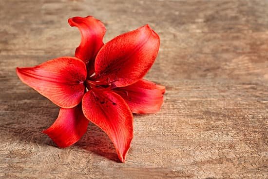 canva lily flower on a wooden table MAD Q7ALXHU