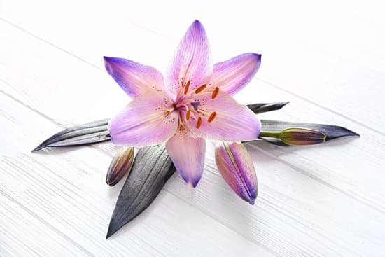 canva lily flower on light wooden background MAD Q79 FUg