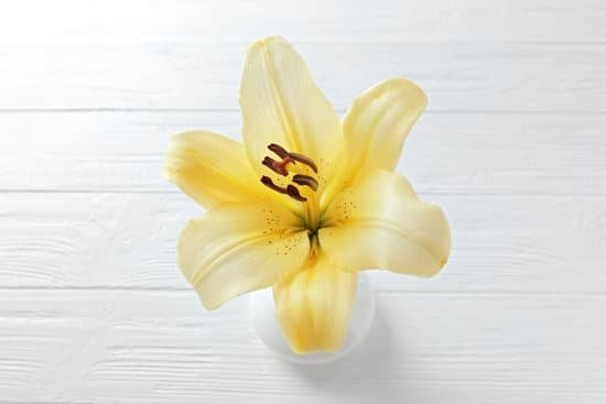 canva lily flower on light wooden background MAD QyMYmmw