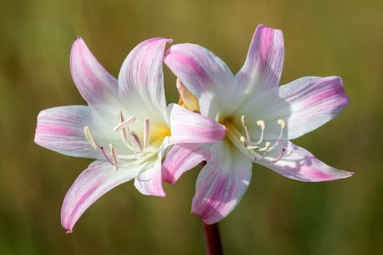 canva lily flowers