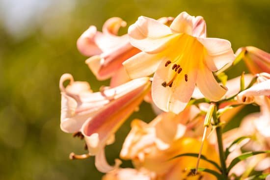 canva lily flowers in garden in outdoors MAED