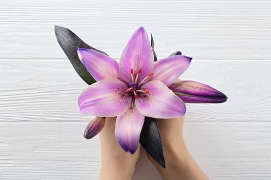 canva lily on light wooden background MAD Q4Cy mw