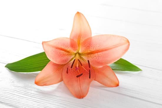 canva lily on light wooden background MAD Q5Dd2po
