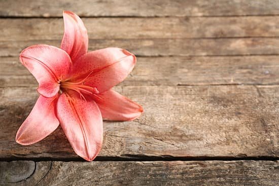 canva lily on wooden background MAD Q4FfwMw