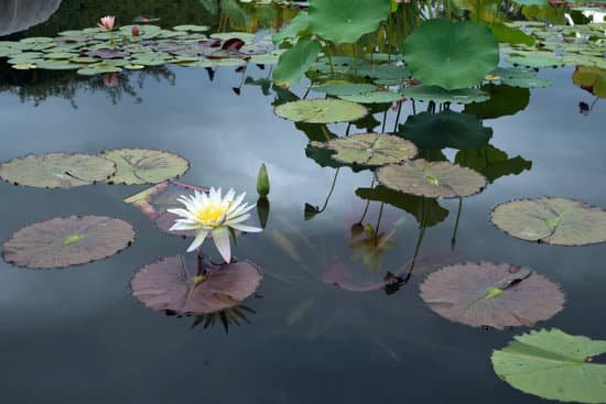 canva lily pond with white lily MAEEUECfZno