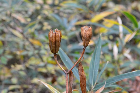 canva lily seeds MADFHKrIm48