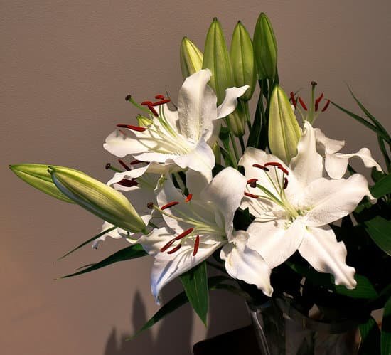 canva lilys MADmoIp4VKo