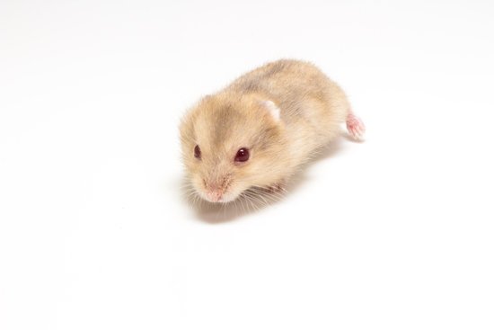 canva little and cute hamster MADFEG4mmrI