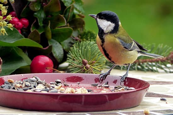 canva little bird eating seeds MADQ5IKf sM