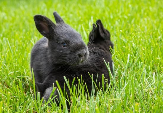 canva little black rabbits in the green grass MAEokNt6jIY