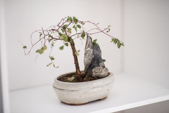 canva little bonsai tree on the shelf
