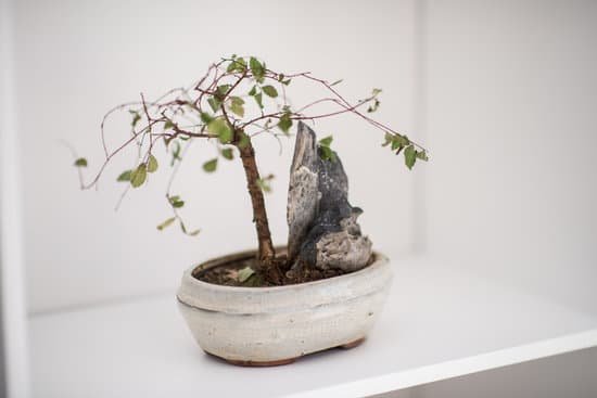 canva little bonsai tree on the shelf MACy8P9pk2w
