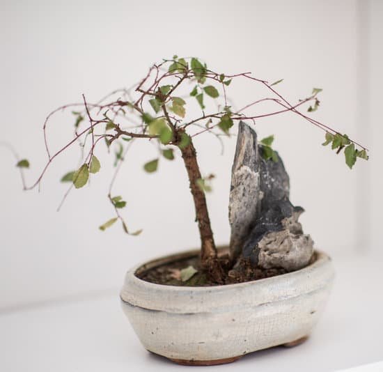 canva little bonsai tree on the shelf MACyDgzCYoc