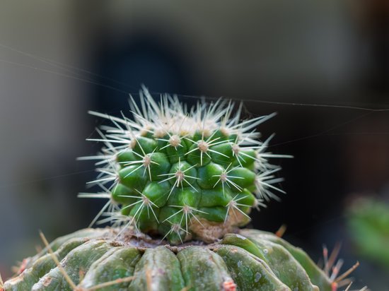 canva little cactus MADFOmcX8Ls