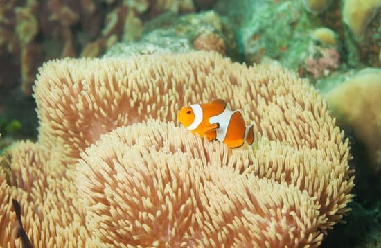 canva little orange clownfish in anemones MAAi4RK0GHQ