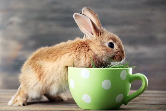 canva little rabbit and a big green mug on wooden background MAD Mdm6aQs