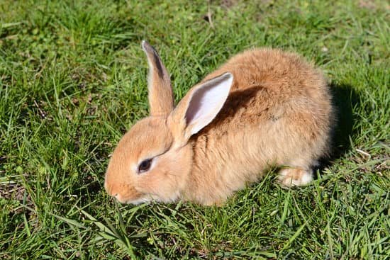 canva little rabbit in grass close up MAD 38EeieM