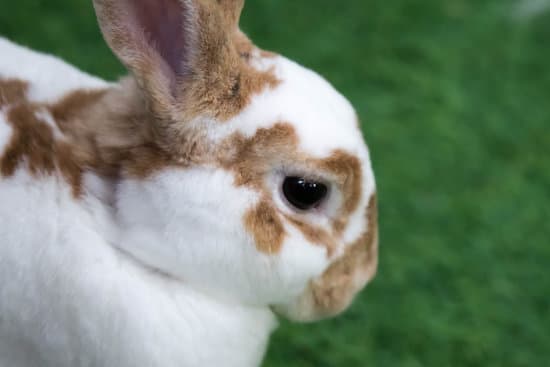 canva little rabbit on green grass in summer day. cute white rabbit wi MAER4QyNniQ