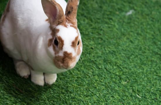 canva little rabbit on green grass in summer day. cute white rabbit wi MAER4R HftY