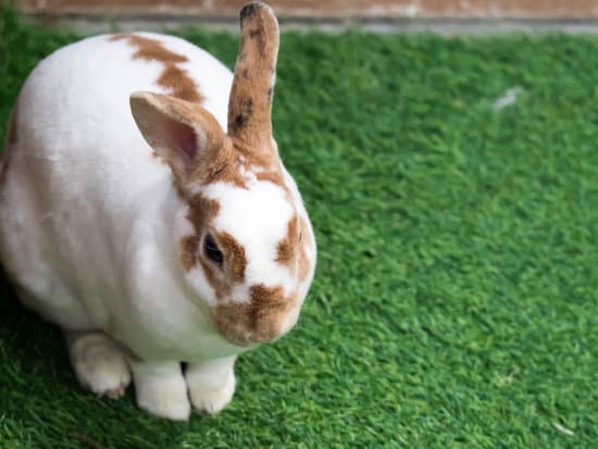 canva little rabbit on green grass in summer day. cute white rabbit wi MAER4Rh34Js