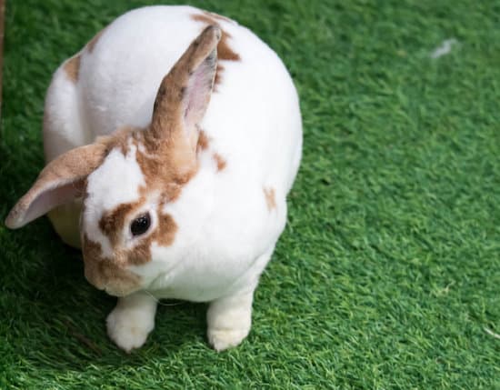 canva little rabbit on green grass in summer day. cute white rabbit wi MAER4WQPfhM