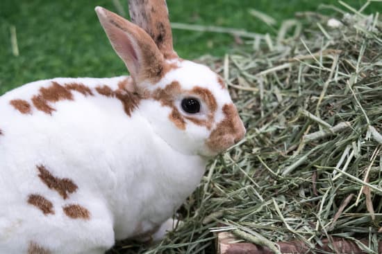 canva little rabbit on green grass in summer day. cute white rabbit wi MAER4ZMv ac