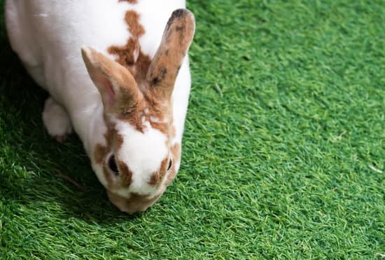 canva little rabbit on green grass in summer day. cute white rabbit wi MAER4aid3qE