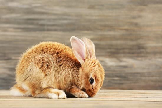 canva little rabbit on wooden background MAD MflfJQA