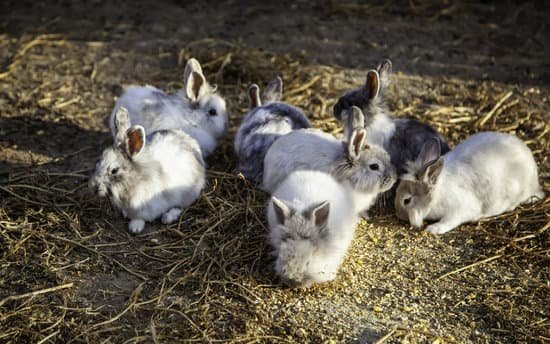canva little rabbits on a farm MAEFgbJnYzM