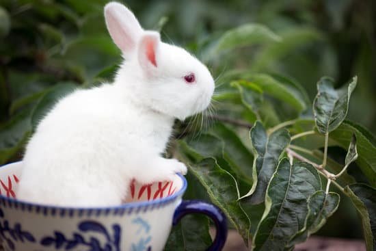 canva little white rabbit at the cup MAEBUUNvQAE