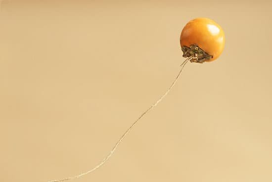 canva lone persimmon flies on a beige background with a copy of space. MAEM5lTICNk