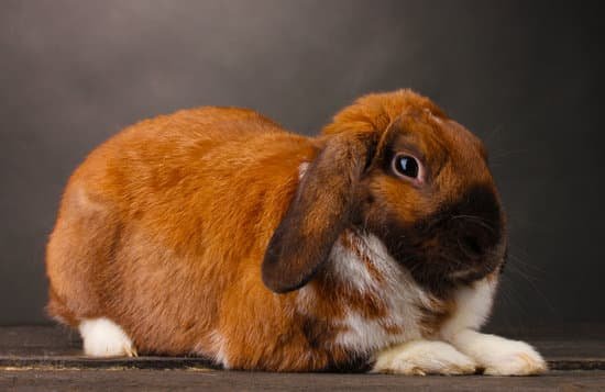 canva lop eared rabbit on grey background MAD UYFnpPQ